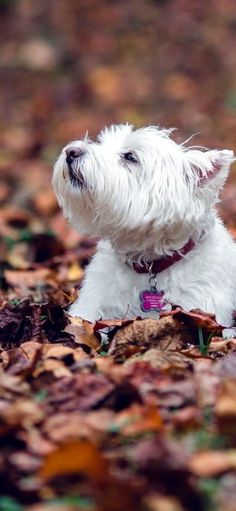 a small white dog sitting on top of leaves