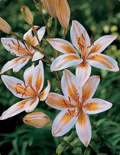 several white and orange flowers with green leaves