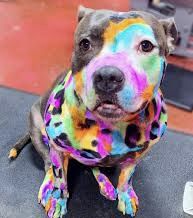 a dog that is covered in colorful paint