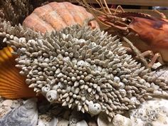 sea shells and seashells are on the beach