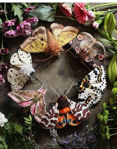 several moths are arranged in a circle on a rock surrounded by flowers and greenery