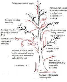 the parts of a tree labeled in red