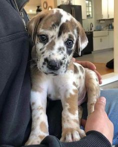 a person holding a puppy in their lap