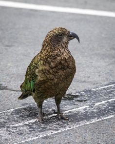 a brown bird standing on the side of a road next to a white line in the street