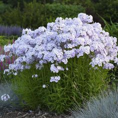 purple flowers are blooming in the garden