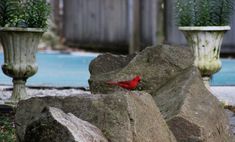 a red bird sitting on top of some rocks next to a swimming pool and two planters