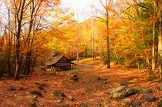 an old log cabin in the woods surrounded by autumn foliage and trees with yellow leaves