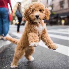 a small brown dog standing on its hind legs