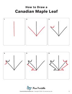 how to draw a canadian maple leaf with the help of this step - by - step guide