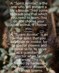 Morphic Resonance, Animal Totem Spirit Guides, Animal Spirit Guide, Animal Medicine, Magic Spell Book, Animal Guides