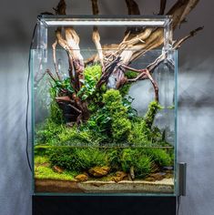 an aquarium with plants and rocks in it