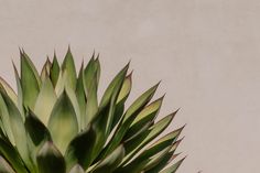 a close up view of a green plant on a white wall in front of it