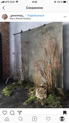 an image of some plants growing out of the ground in front of a concrete wall