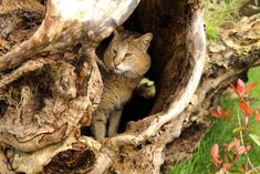 a cat is sitting in the hollow of a tree