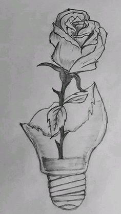 a pencil drawing of a rose in a light bulb