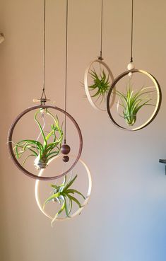 three hanging air plants in circular glass vases with metal rings holding them up to the ceiling