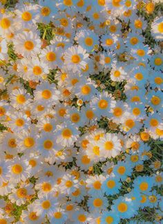 many white and yellow flowers are growing together