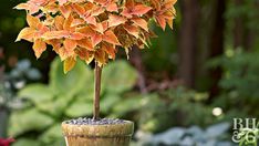 a potted plant with orange leaves on it in the middle of a garden area