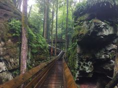 a wooden walkway in the middle of a forest with moss growing on it's sides