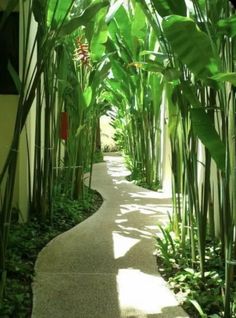 a walkway lined with lots of green plants