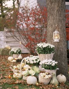 several baskets filled with white flowers and pumpkins on the ground next to a tree