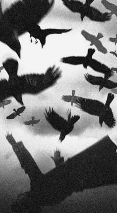 black and white photograph of birds flying in the sky with their shadows on the ground