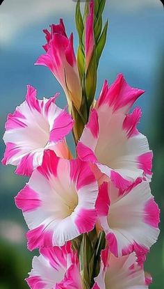 pink and white flowers with green stems in front of a blue sky, close up