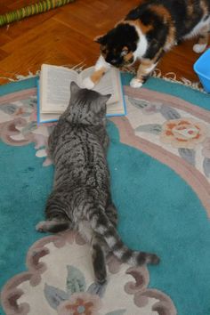 two cats are looking at an open book on the floor in front of them,