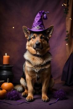 a dog wearing a purple witches hat sitting next to some pumpkins and other decorations