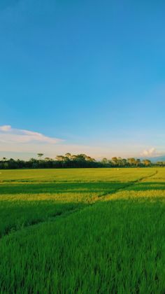 an empty field with green grass under a blue sky