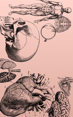 an image of the human heart and its functions