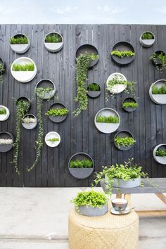 an outdoor garden with plants and plates on the wall