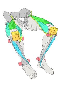 the lower leg muscles are highlighted in blue and yellow