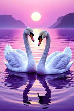 two swans are swimming in the water at sunset