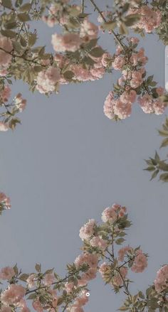 pink flowers are blooming on the branches of a tree in front of a blue sky