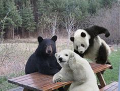 two black and white panda bears sitting on picnic tables with trees in the back ground