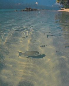 fish swimming in shallow water near the shore