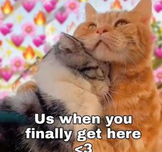 an orange and white cat is hugging another cat's face with the caption, us when you finally finally get here $ 3