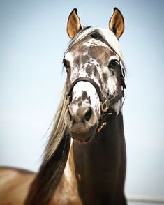 a brown and white horse standing on top of a grass covered field next to a blue sky