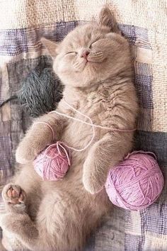 a cat that is laying down with some balls of yarn