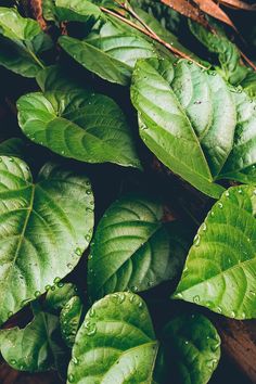 green leaves with drops of water on them