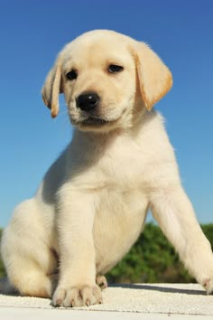 a yellow lab puppy sitting on the ground