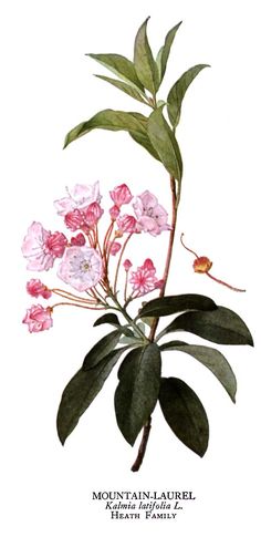 mountain laurel Tattoo Nature, List Of Flowers, Flowers Drawing, Drawing Flowers, Trendy Flowers