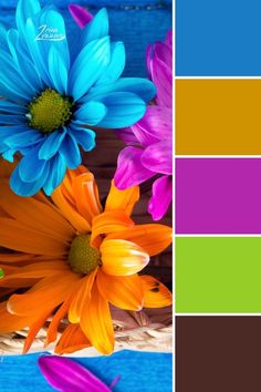 an image of colorful flowers in the color palette