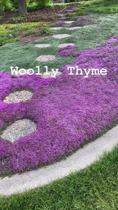 the words woolly thyme are written in white letters on purple and green grass