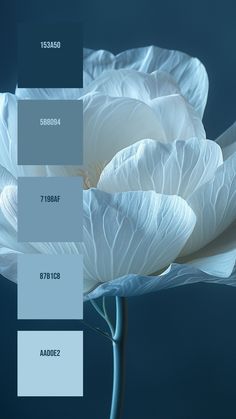 a large white flower sitting on top of a blue table