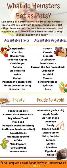 what do hamsters eat? info sheet for kids to learn how to eat them