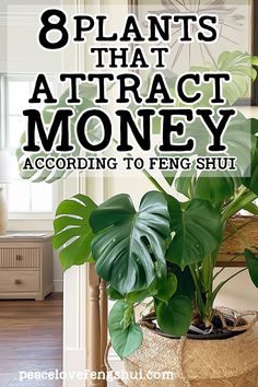 a houseplant with the words 8 plants that attract money according to feng shu