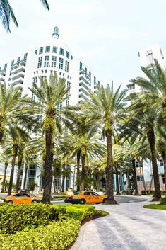 palm trees line the street in front of a tall building