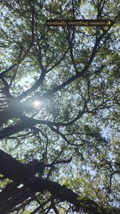 the sun shines through the branches of a tree